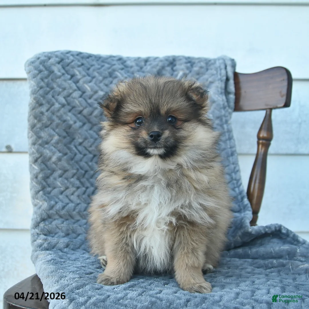 Pomeranian dogs for sale: Gimli  - Ad 1