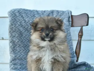 Pomeranian dogs for sale: Gimli - Ad 4