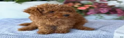 Toy Poodle dogs for sale: Mickey - Ad 15
