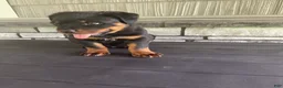 Rottweiler dogs for sale: Rottweiler 1 - Ad 8