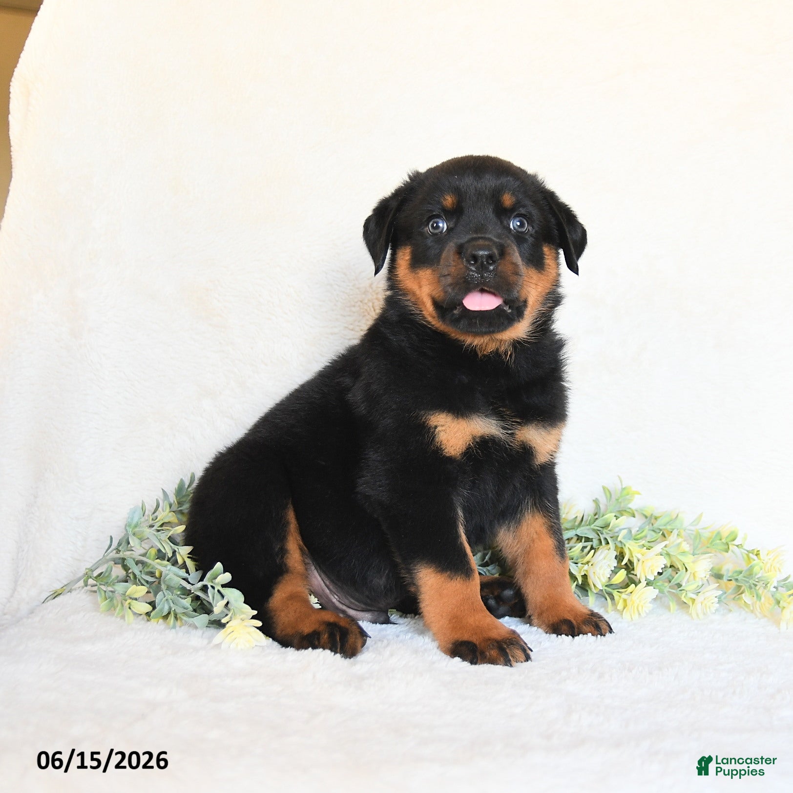 Rottweiler dogs Andy - Ad 1