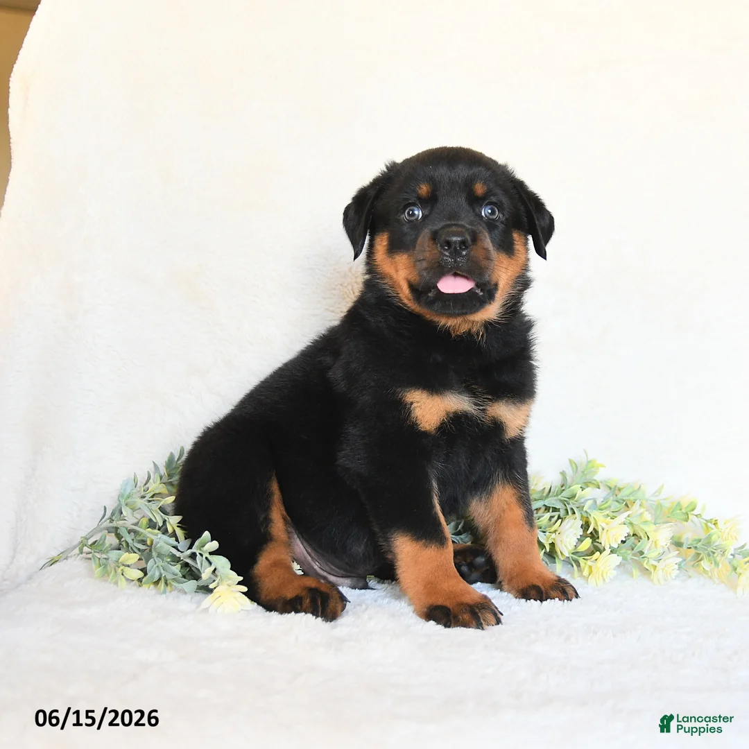 Rottweiler dogs for sale: Andy - Ad 1