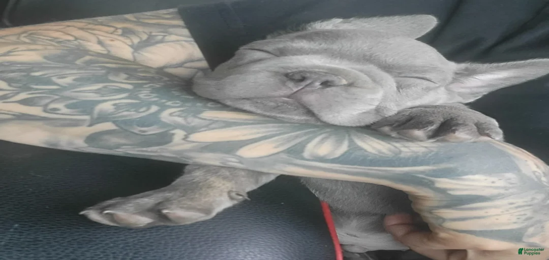 Gallery Image {{count}}