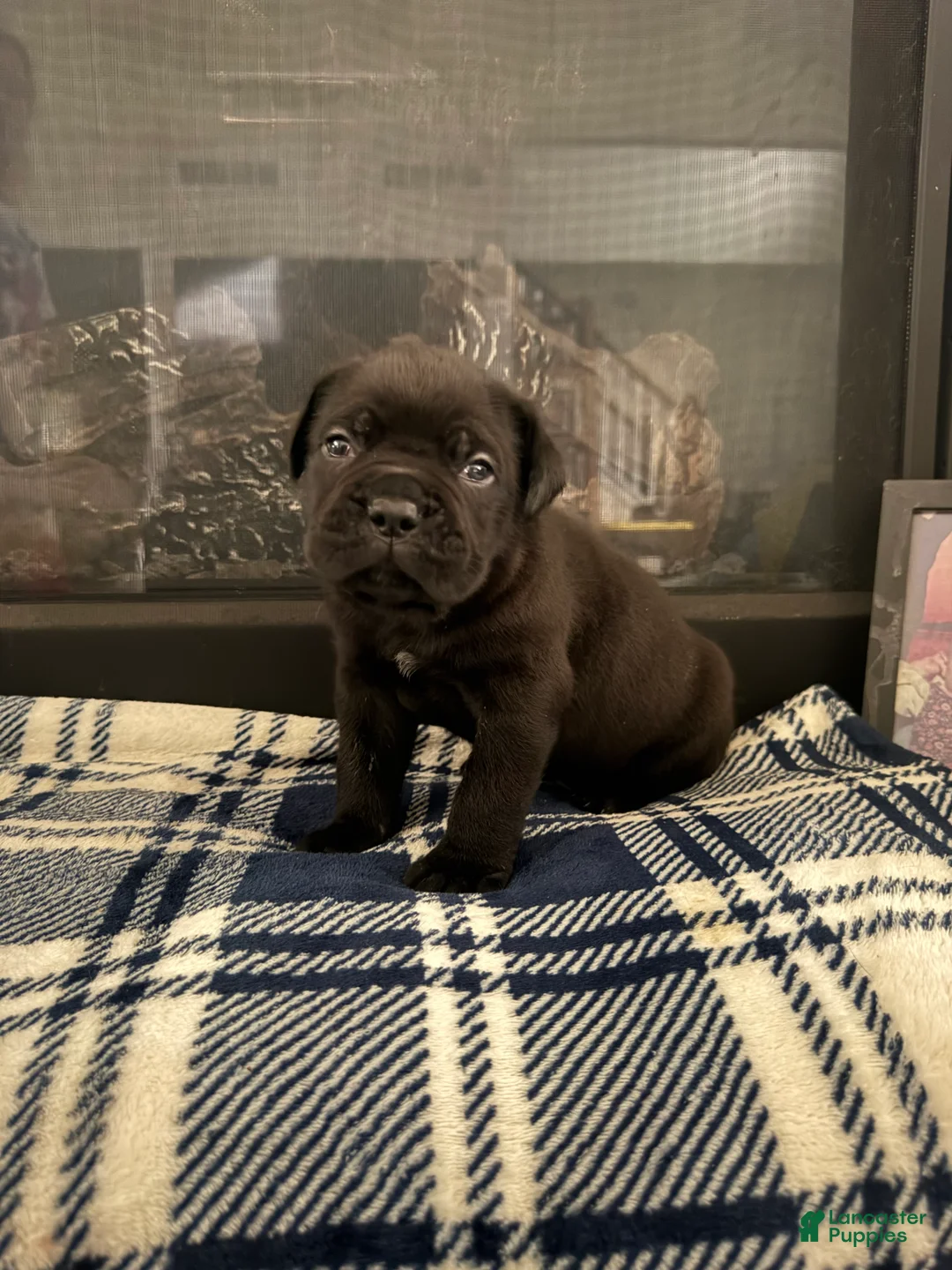 Cane Corso dogs for sale: Cane Corso Puppy 3 - Ad 1