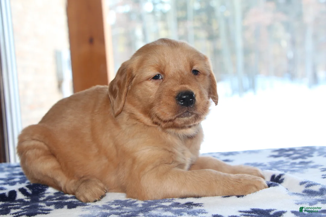 Golden Retriever dogs for sale: Brinn - Ad 2