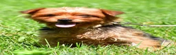 Yorkshire Terrier dogs for sale: Blossom - Ad 9