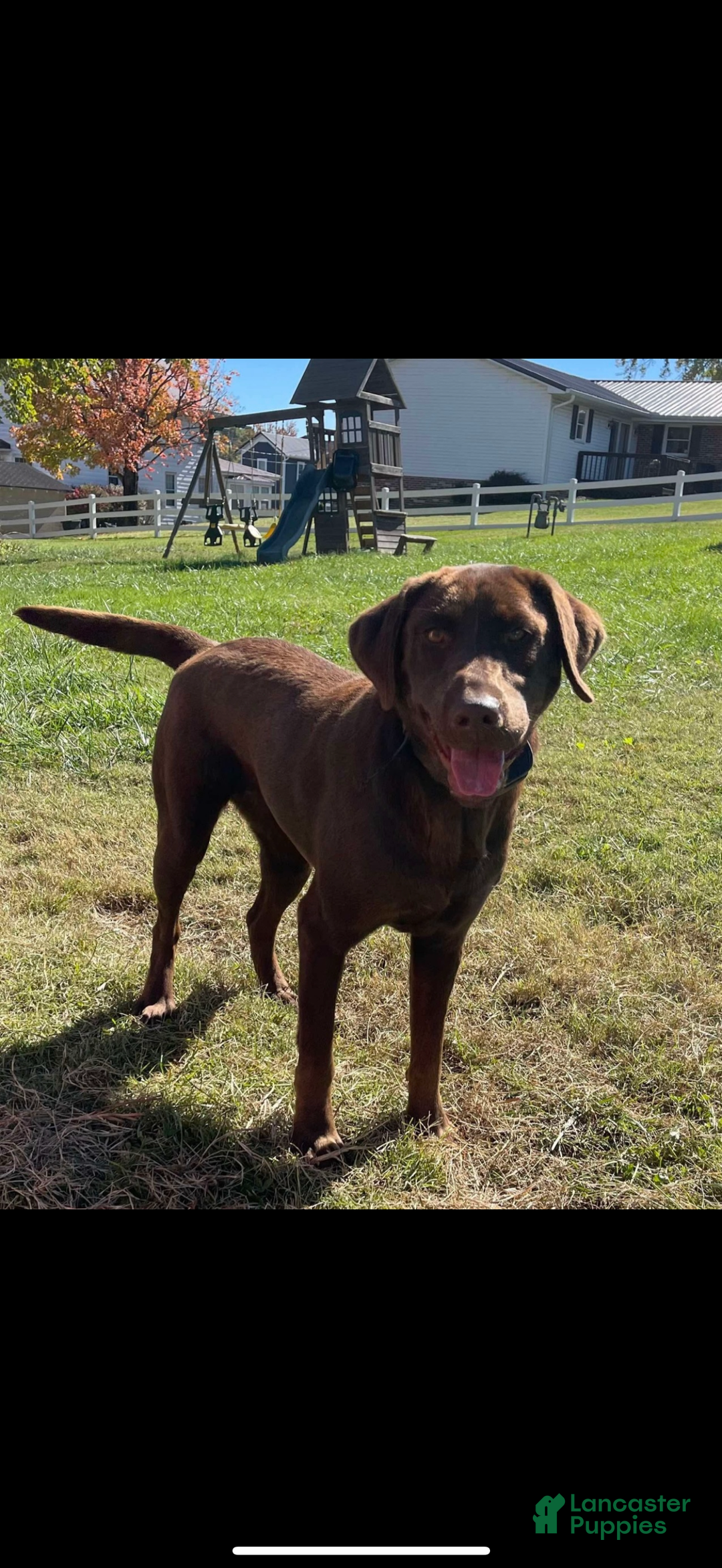 Labrador Retriever dogs for sale: Labrador Retriever Puppy 3 - Ad 5
