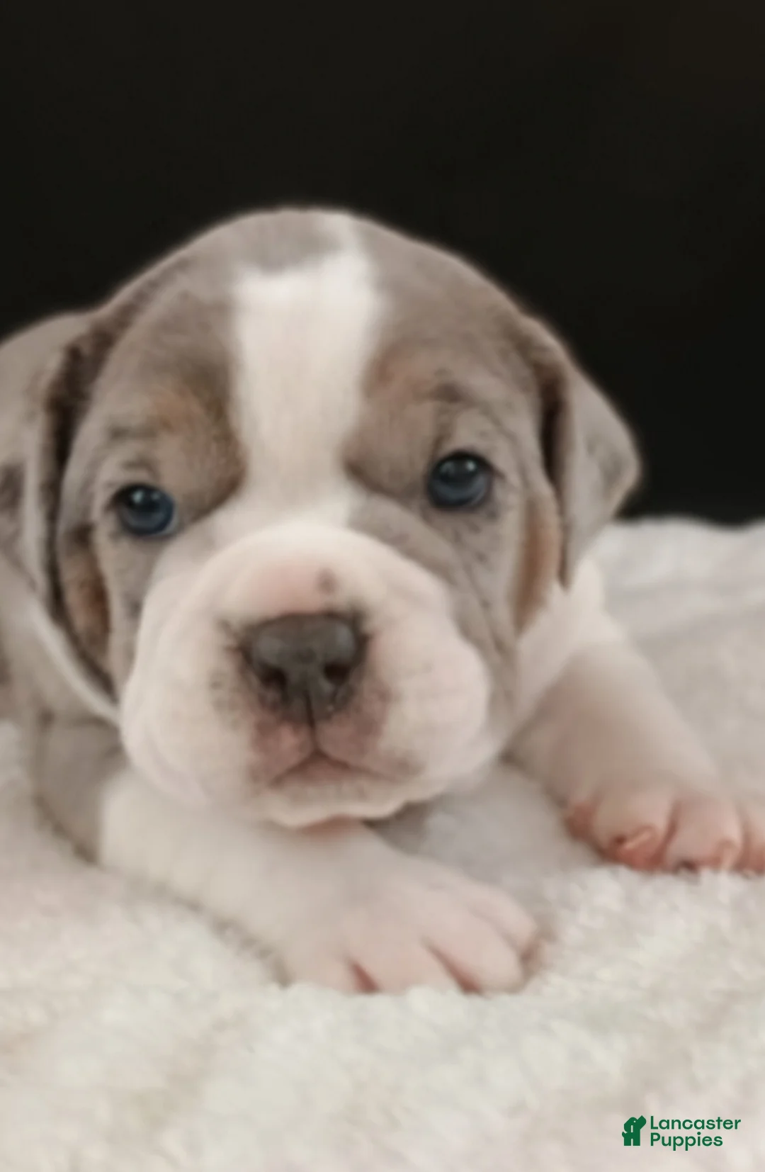 Olde English Bulldogge dogs for sale: Olde English Bulldogge Magnus - Ad 2