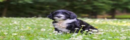 Portuguese Water Dog dogs for sale: Beau - Ad 6