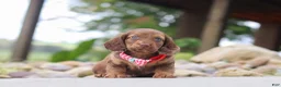 Miniature Dachshund dogs for sale: Otto - Ad 3