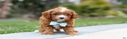 Cavapoo dogs for sale: Buddy - Ad 3