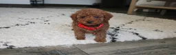 Toy Poodle dogs for sale: Archer - Ad 3