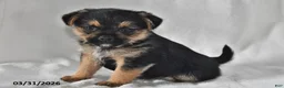 Mixed Breed dogs for sale: Lacey - Ad 4