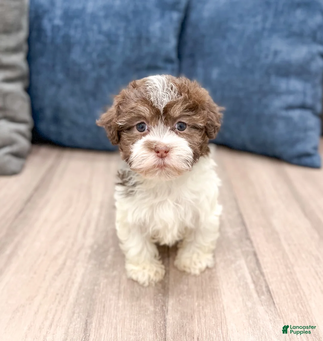 Havanese dogs for sale: Margie - Ad 1