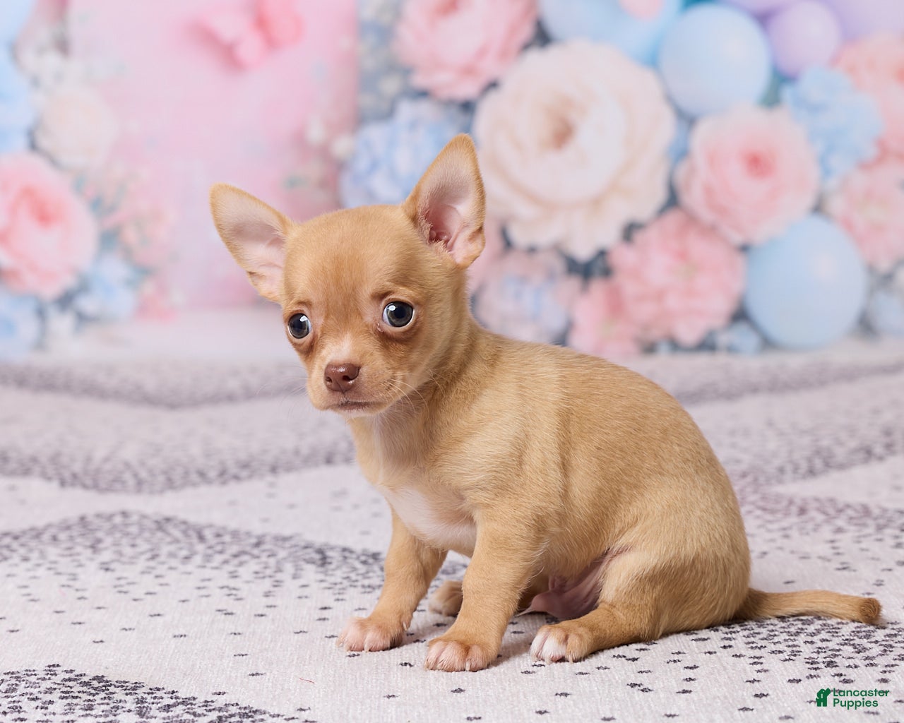 Chihuahua dogs Benjie - Ad 2