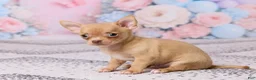Chihuahua dogs for sale: Benjie - Ad 2