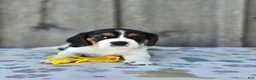 Beaglier dogs for sale: Sunny - Ad 5