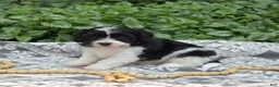 Cavachon dogs for sale: Freedom - Ad 6