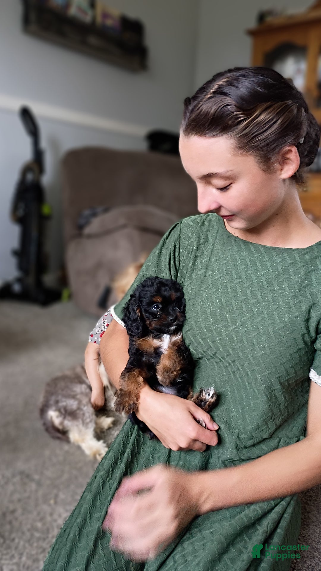 Cavapoo dogs for sale: Sasha - Ad 43