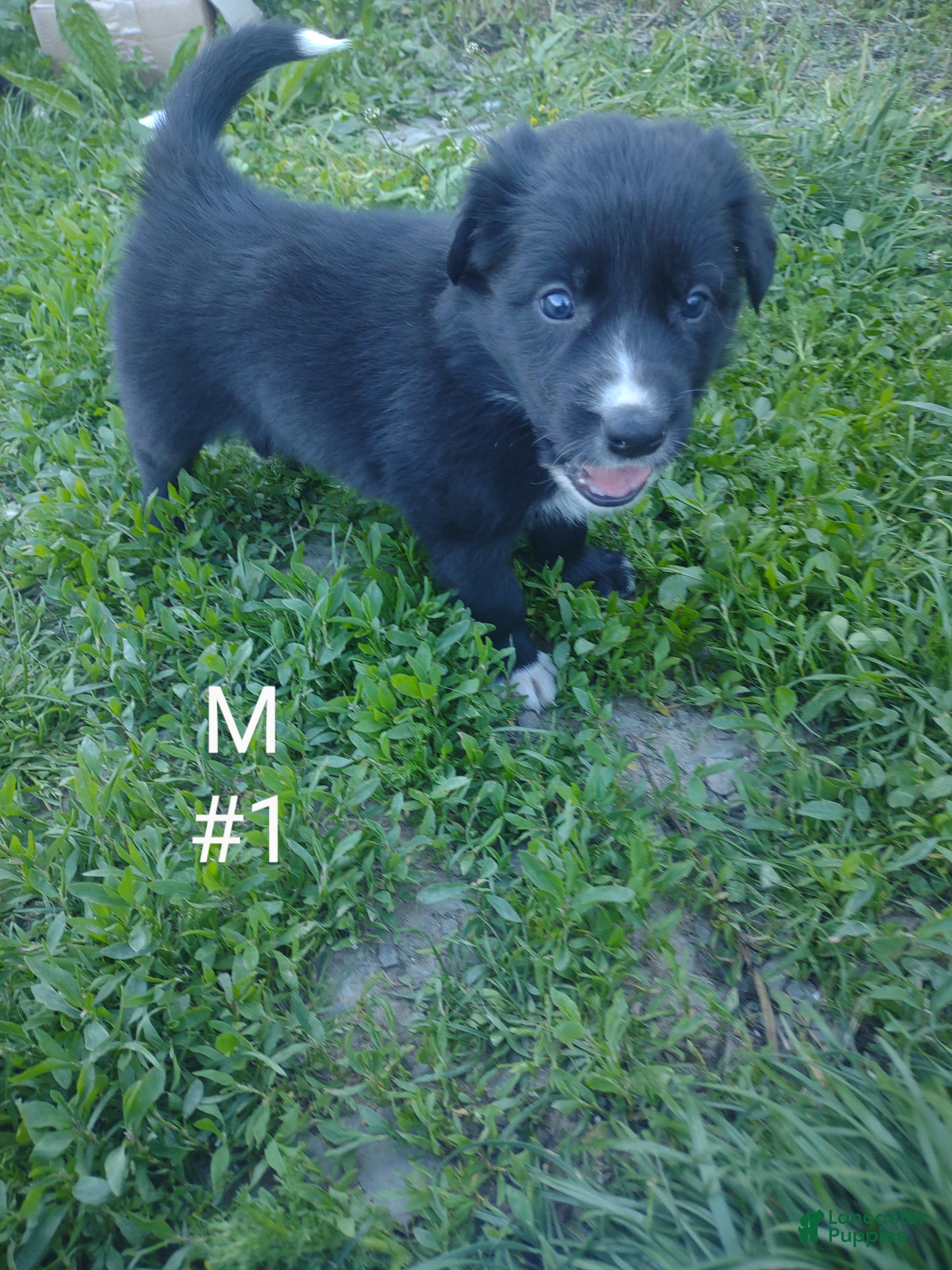 Border Collie dogs for sale: Border Collie Puppy 1 - Ad 3