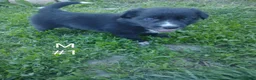 Border Collie dogs for sale: Border Collie Puppy 1 - Ad 1