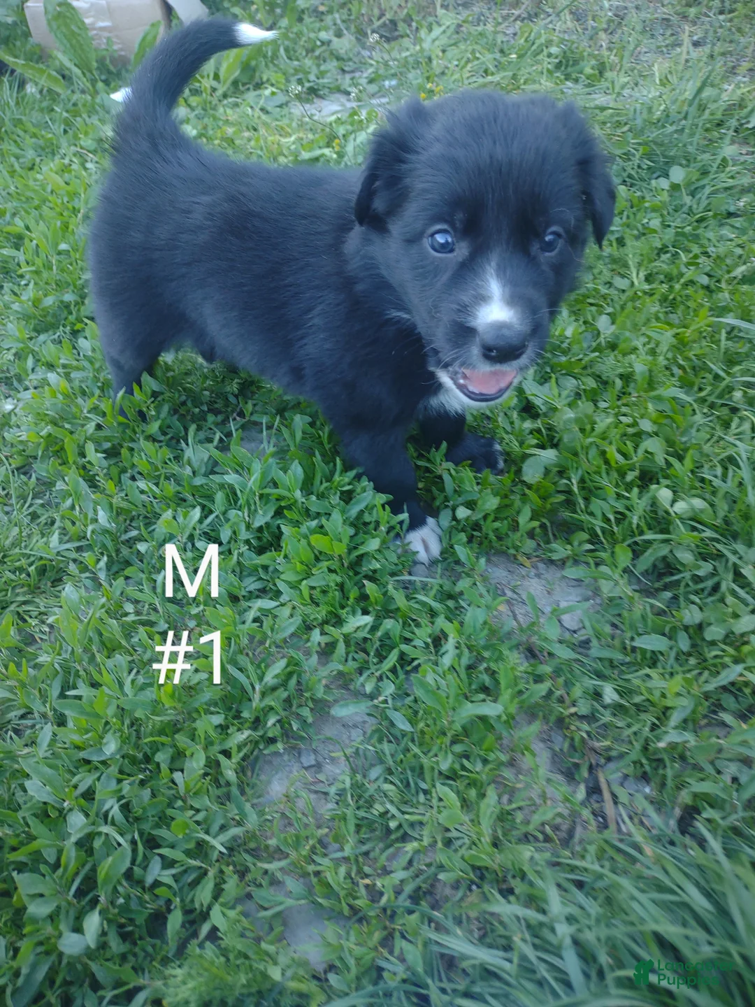 Border Collie dogs for sale: Border Collie Puppy 1 - Ad 1