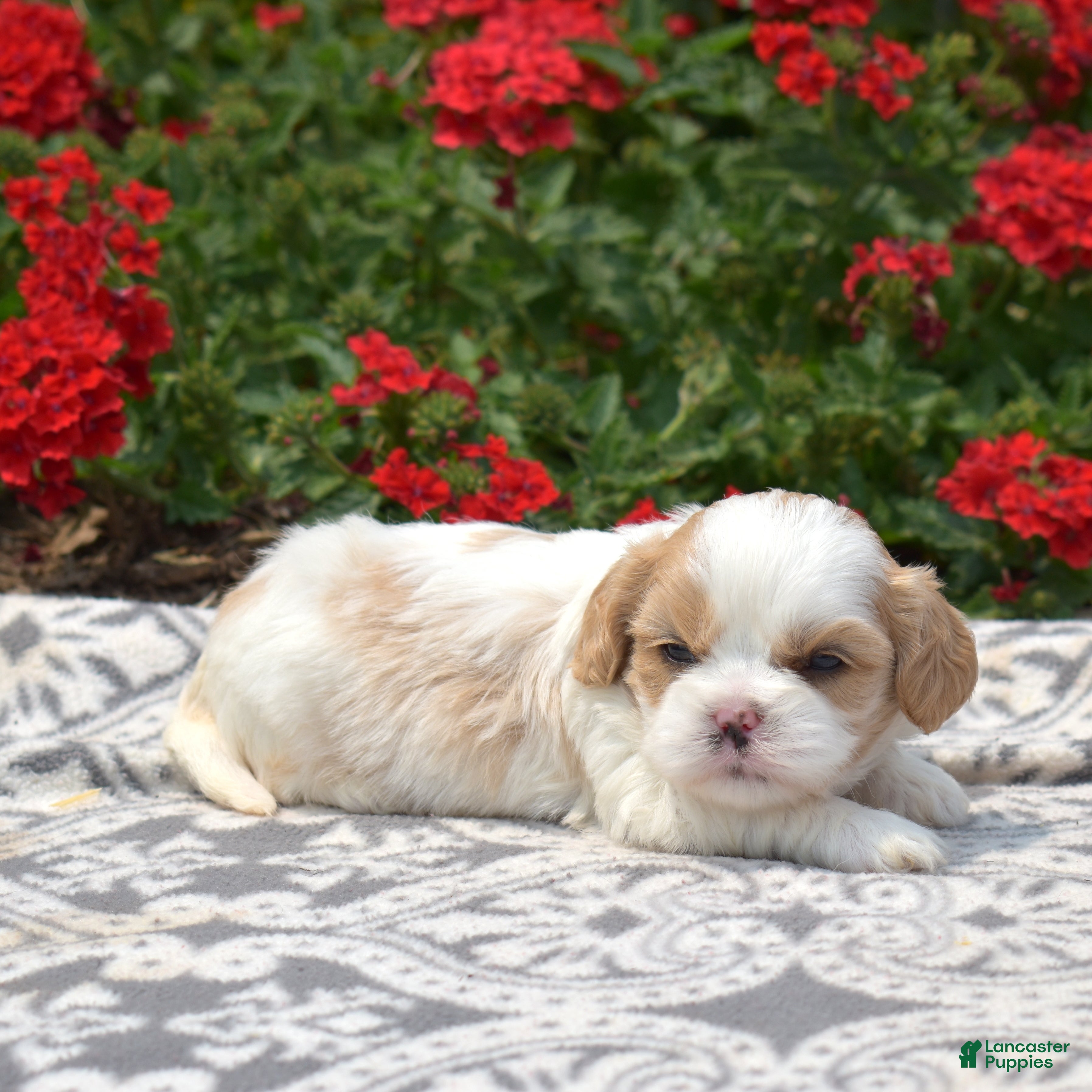 Mixed Breed dogs Timber - Ad 2