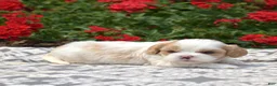 Mixed Breed dogs for sale: Timber - Ad 2