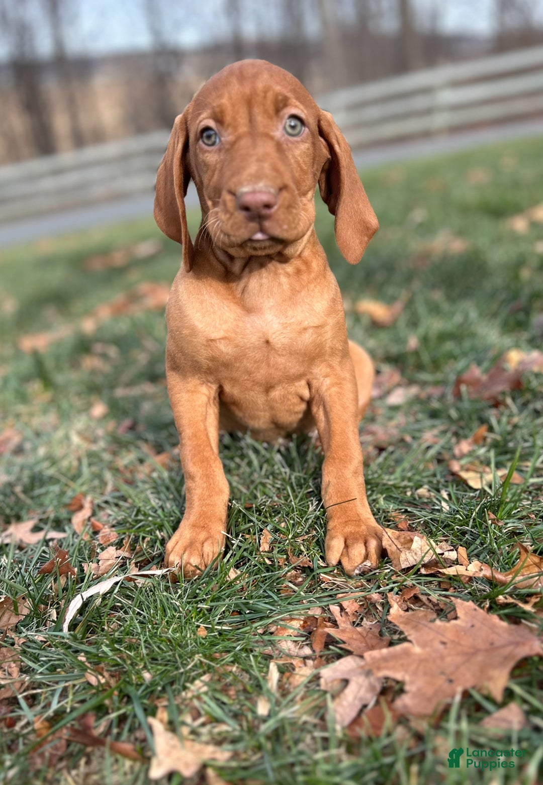 Vizsla dogs for sale: VIV - Ad 1