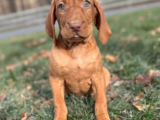 Vizsla dogs VIV - Ad 11