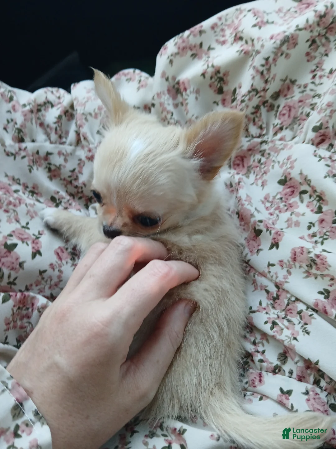 Chihuahua dogs for sale: Applehead boy Hand Delivery  - Ad 1