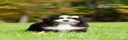 Mini Bernedoodle dogs for sale: Taylor - Ad 5