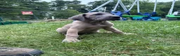 Great Dane dogs for sale: Great Dane 2 - Ad 5