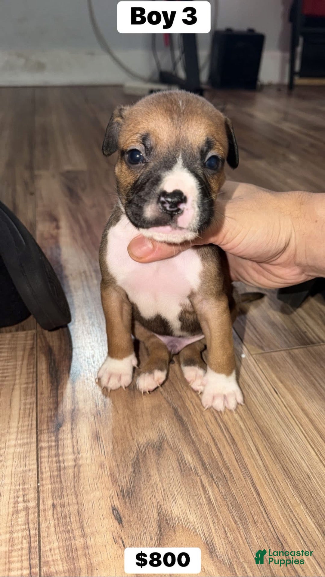 Mixed Breed dogs for sale: Puppy 3 - Ad 3