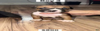 Puppy 3