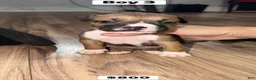 Mixed Breed dogs for sale: Puppy 3 - Ad 1