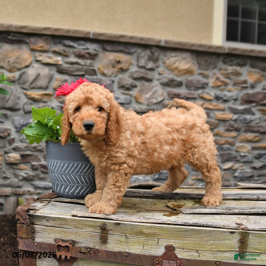 Mini Goldendoodle dogs Dexter - Ad 2