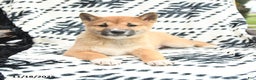 Shiba Inu dogs for sale: Navar - Ad 3