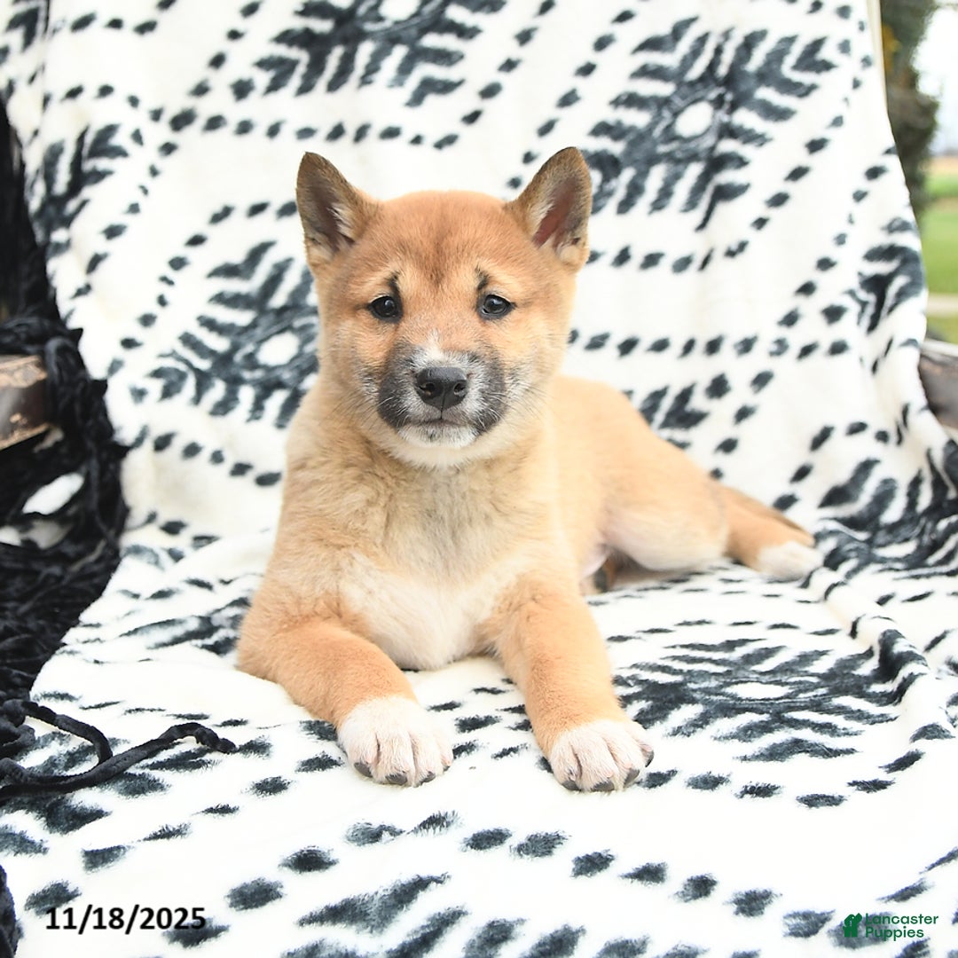 Shiba Inu dogs for sale: Navar - Ad 3