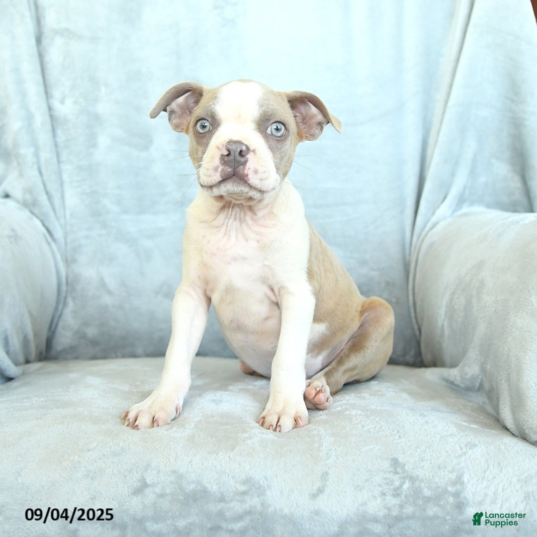 Fawn American Kennel Club Boston Terrier Boston Terrier Puppies