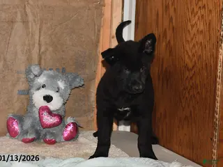 Belgian Malinois dogs Chase - Ad 15