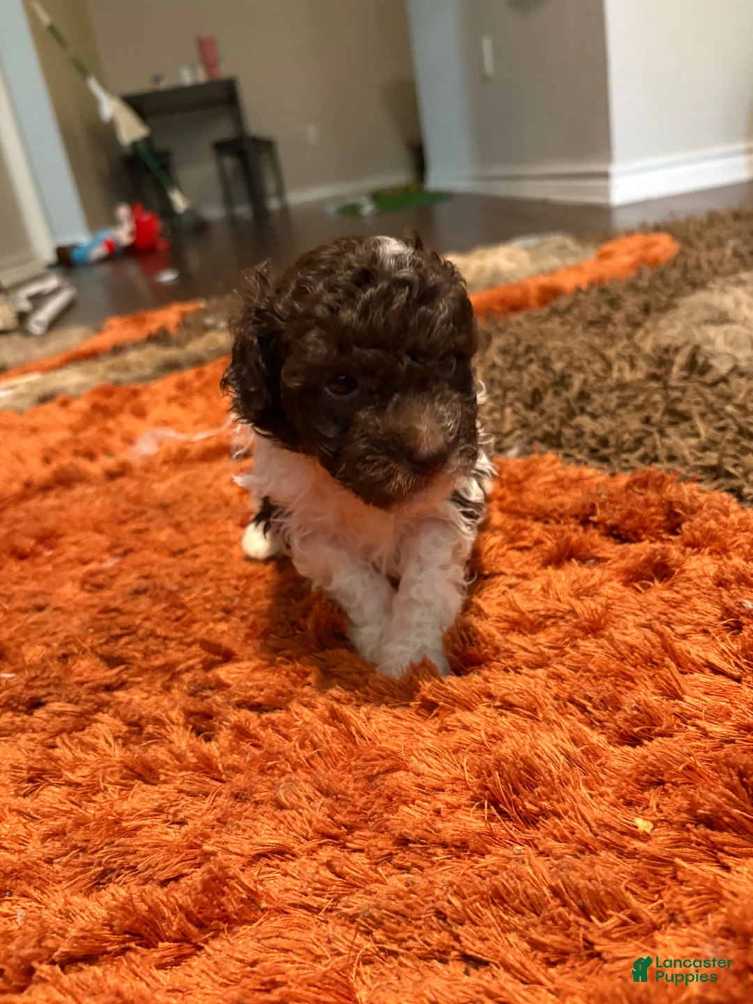 Maltipoo dogs for sale: Maltipoo Puppy 1 - Ad 1