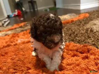 Maltipoo dogs Maltipoo Puppy 1 - Ad 12