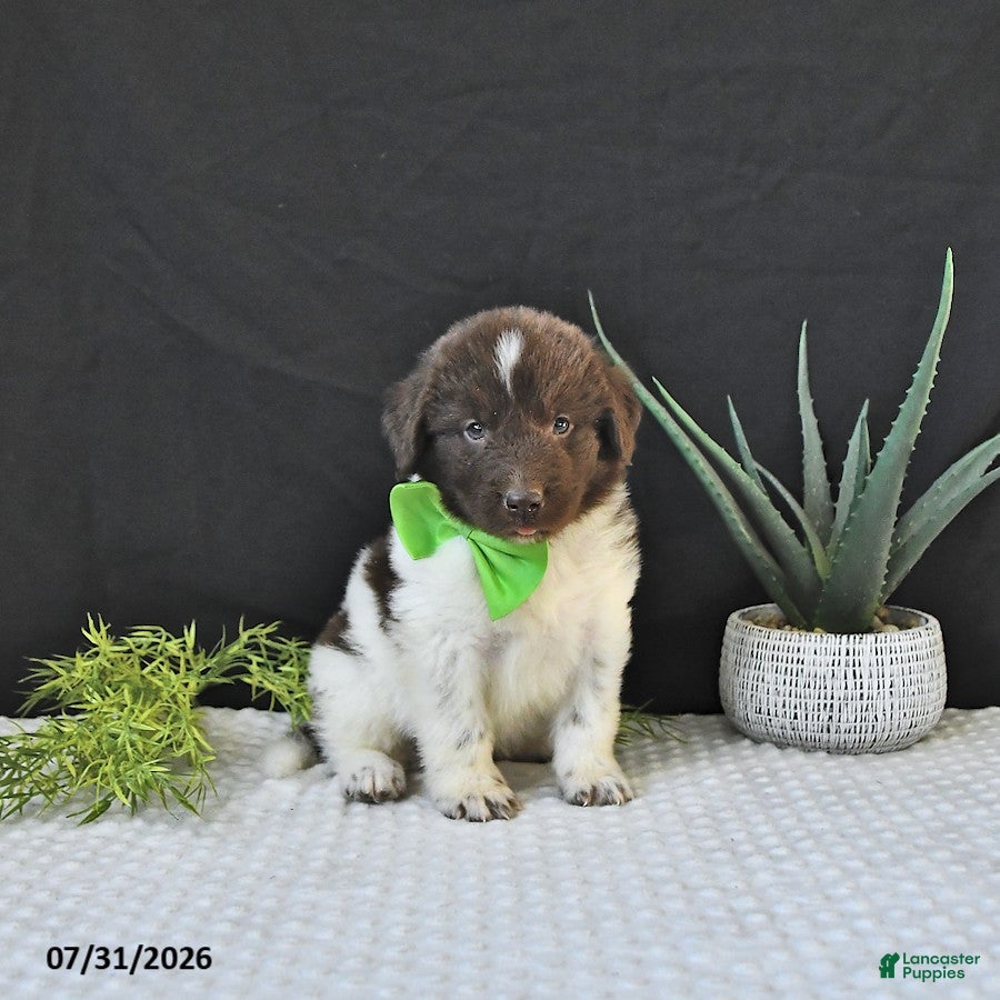 Newfoundland dogs Bear - Ad 1