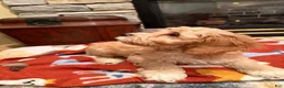 Cockapoo dogs for sale: Gino - Ad 8