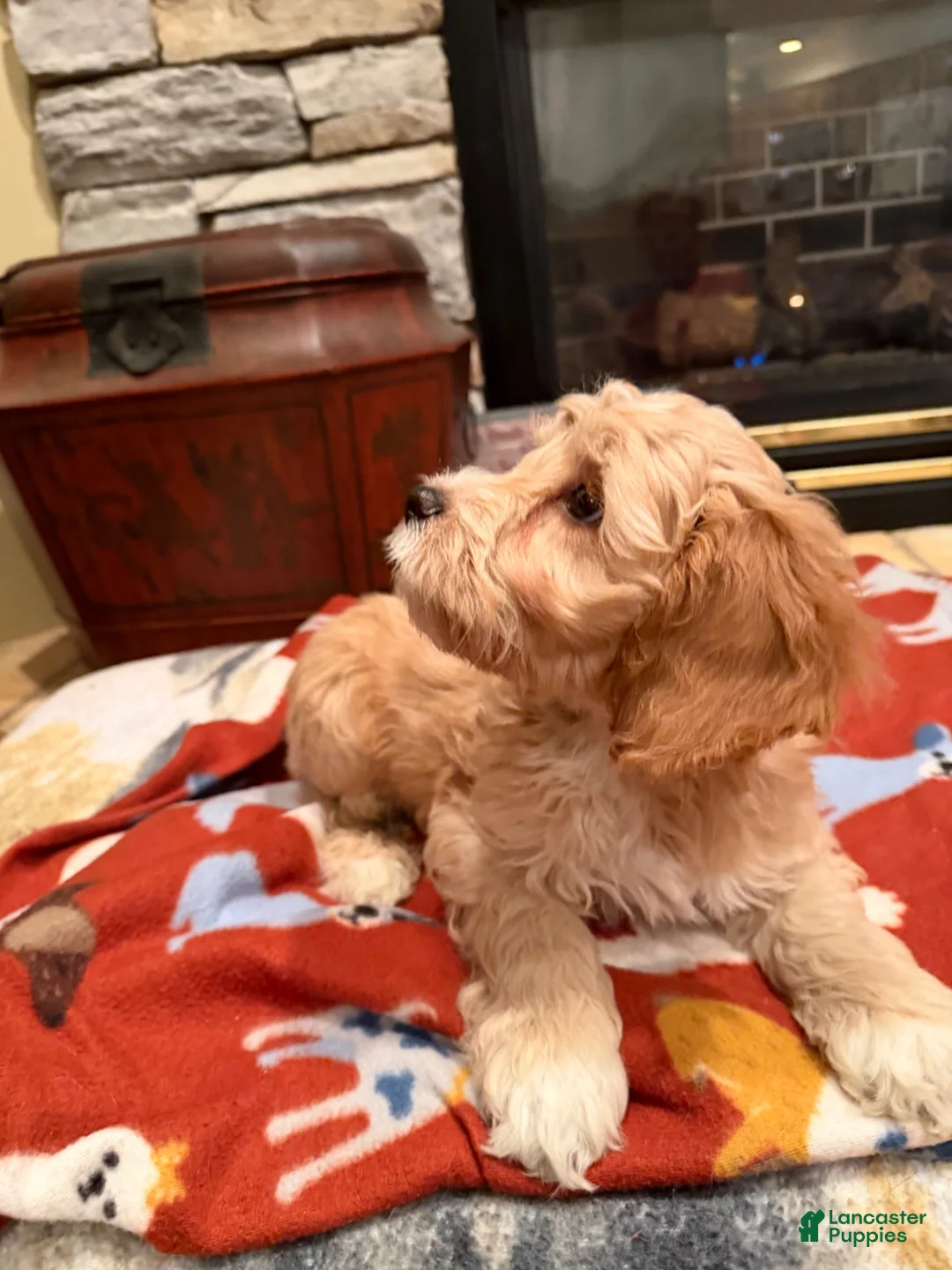 Cockapoo dogs for sale: Gino - Ad 8