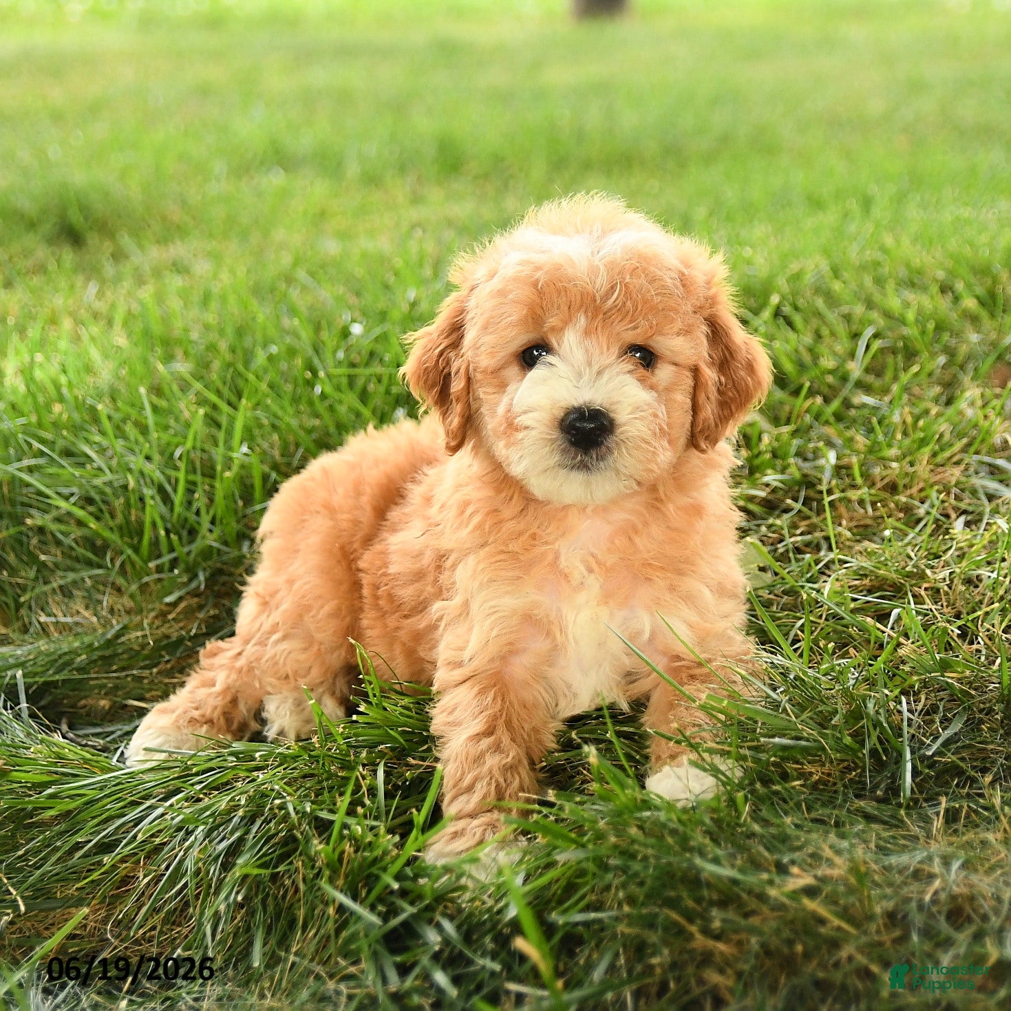 Mini Goldendoodle dogs Florin - Ad 2
