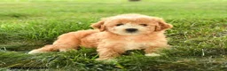 Mini Goldendoodle dogs for sale: Florin - Ad 2