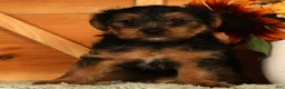 Yorkshire Terrier dogs for sale: Unity - Ad 9