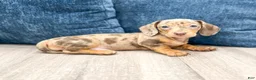 Miniature Dachshund dogs for sale: Misty - Ad 3